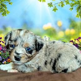 Miniature Australian Shepherd and Toy Australian Shepherd Puppies from Pawesome Lil Aussies
