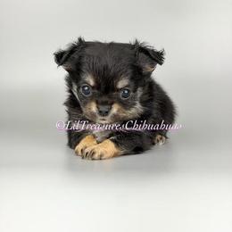 Nancy - Black and tan female Chihuahua puppy in Anderson, South Carolina from Lil Treasures Chihuahuas