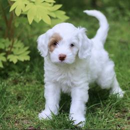 Australian Labradoodle Puppies from True North Labradoodles