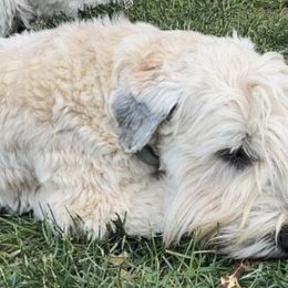 Soft Coated Wheaten Terriers from Beth's Soft Coated Wheaten Terriers