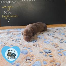 Nomad - Red male Dachshund puppy in Hoquiam, Washington from Heyd's Mini Dachshunds