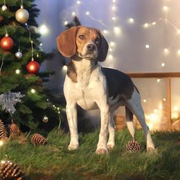 Beagle All Grown Up from Rustic Farm Sporting Beagles