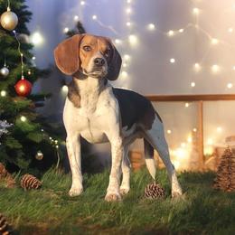 Beagle All Grown Up from Rustic Farm Sporting Beagles