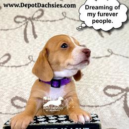 Rosie AKC - Red female Dachshund puppy in South Easton, Massachusetts from Depot Dachsies