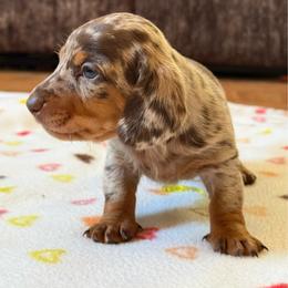Chocolate chip - Dapple male Dachshund puppy in New Mexico from Long Dog Ranch