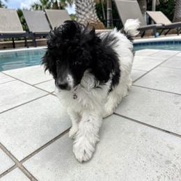Wallen - Parti male Poodle puppy in Gainesville, Florida from Pet Inn Xxweetdoodles