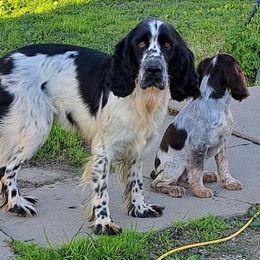 English Springer Spaniel Puppies from Springer's Journey Spaniels