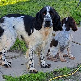 English Springer Spaniel Puppies from Springer's Journey Spaniels