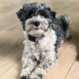Lucy - Havanese