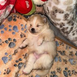 Millie - Orange parti female Pomeranian puppy in Yukon, Oklahoma from Rae of Sunshine Poms