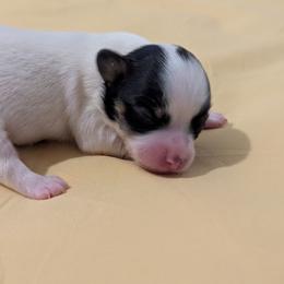 Lilly's AKC girl Daisy - White black and tan female Papillon puppy in Joshua, Texas from Summertime Kennels