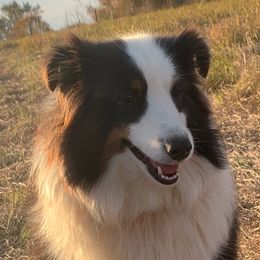 Panda - Shetland Sheepdog