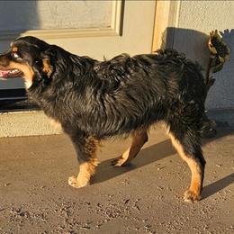 Pepsi - Black tri-color female Australian Shepherd puppy in Kingman, Arizona from Waggin Bow Mini Aussies