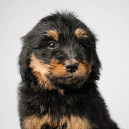 Coco - Phantom female Bernedoodle puppy in Glendale, Arizona from Arizona Bernedoodles