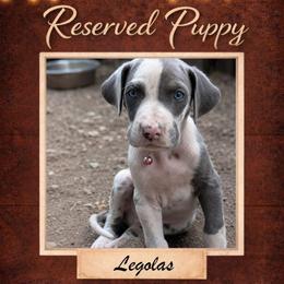 Legolas - Harlequin male Great Dane puppy in Citra, Florida from AEW Farm