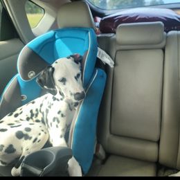 Boy 6 - Dalmatian puppy from Developing Spots