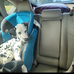 Boy 6 - Dalmatian puppy from Developing Spots