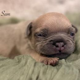 Samson - Blue fawn male French Bulldog puppy in Hudsonville, Michigan from Willow Farm
