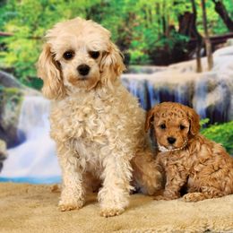 Goldendoodle and Poodle Puppies from Poodles Perfected