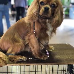 Winchester - Cavalier King Charles Spaniel