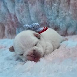 Red boy - Cream male French Bulldog puppy in Polk City, Florida from Best Friend Frenchies, LLC