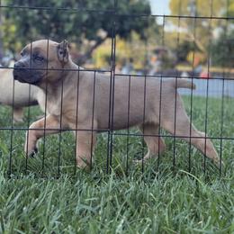 Cane Corso Puppies from Corso Empire