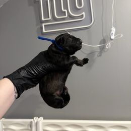 Dart - Sable male German Shepherd puppy in Knowlton Township, New Jersey from Augenblick Kennels