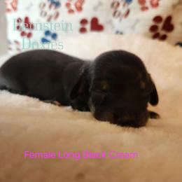 Girl 3 - Black and cream female Dachshund puppy in Lovell, Wyoming from Bernstein Doxies