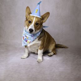 Pembroke Welsh Corgi Puppies from Jersey Shore Corgis