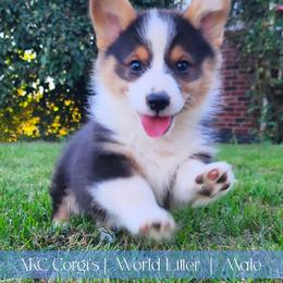 Cliff - Black and tan male Pembroke Welsh Corgi puppy in Pine Village, Indiana from NL Horsemanship