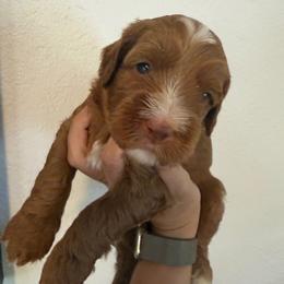 Bullseye - Red male Australian Labradoodle puppy in Orange, California from Little Kingdom Doodles