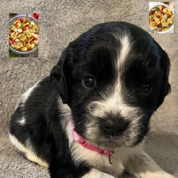 Tortellini - Black and white female English Springer Spaniel puppy in Hudson, Michigan from Picky’s Puppies