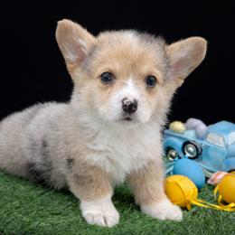 Liberty - Blue merle and white male American Corgi puppy in Missouri from Country Legends Aussies & Corgis