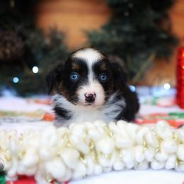 Alice - Black tri female Miniature American Shepherd puppy in Battle Ground, Washington from Casita Miniature American Shepherds