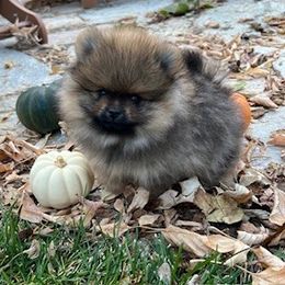 Mitzi's orange sable male puppy - Orange sable male Pomeranian puppy in Pocatello, Idaho from Avalon Pomeranians