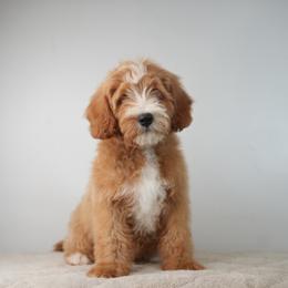 Dakota - Yellow and white male Bernedoodle puppy in Caldwell, Idaho from Boise Doodle Co.