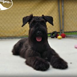 DIXIE - Miniature Schnauzer