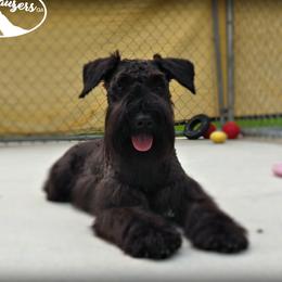 DIXIE - Miniature Schnauzer