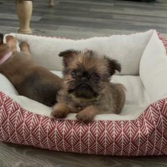 Brussels Griffon Puppies from Butler Brussels Griffon