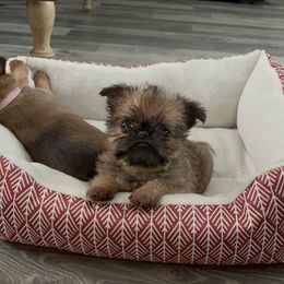 Brussels Griffon Puppies from Butler Brussels Griffon