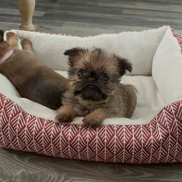 Brussels Griffon Puppies from Butler Brussels Griffon