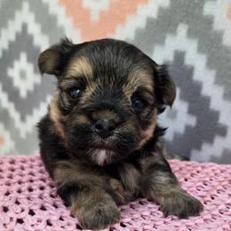 Misty - Black & tan tri-color female Morkie puppy in Monticello, Iowa from Ashley’s Puppies