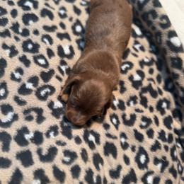 Bella - Dapple female Dachshund puppy in Birchtree, Missouri from Cruzan Dachshunds