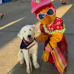 Maggie - Old English Sheepdog
