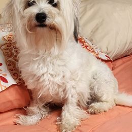 Tabby - Coton de Tulear