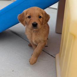 Male puppy - Dark golden male Golden Retriever puppy in Lincoln, Nebraska from Fur Hollow Puppies