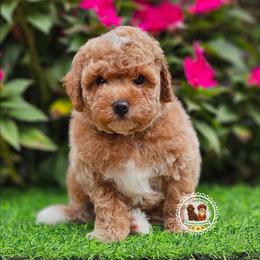 Theo - Red  male Poodle puppy in Salem, Missouri from Meadowbrook Poodles