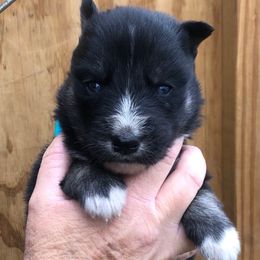 Kona - Agouti and white female Siberian Husky puppy in Thomasville, Georgia from Southern Blues Siberian Huskies
