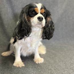 Cora - Cavalier King Charles Spaniel