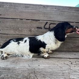 Gidget - Dachshund